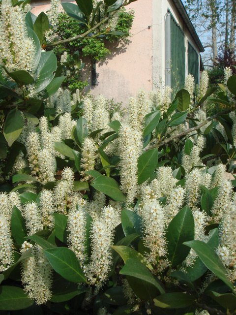 Prunus laurocerasus 'Otto Luyken' fleur P1A P1B P28